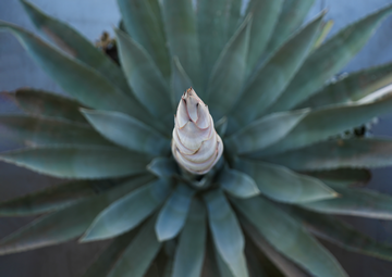 Agave Americana