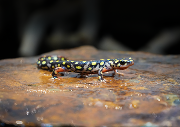 Azerbaijan Newt