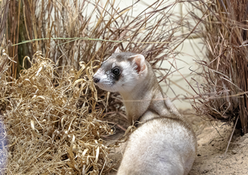 Black-Footed Ferret