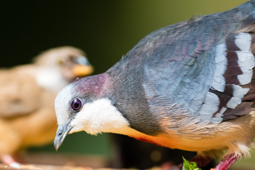 bleeding-heart dove bends down