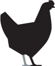 Nankin bantam chicken