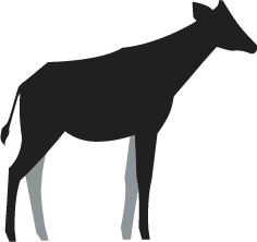 Okapi