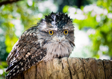 Tawny Frogmouth