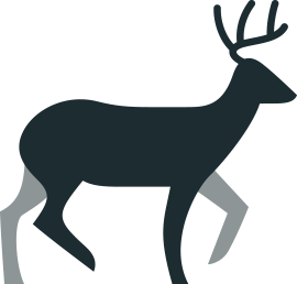 White-tailed deer